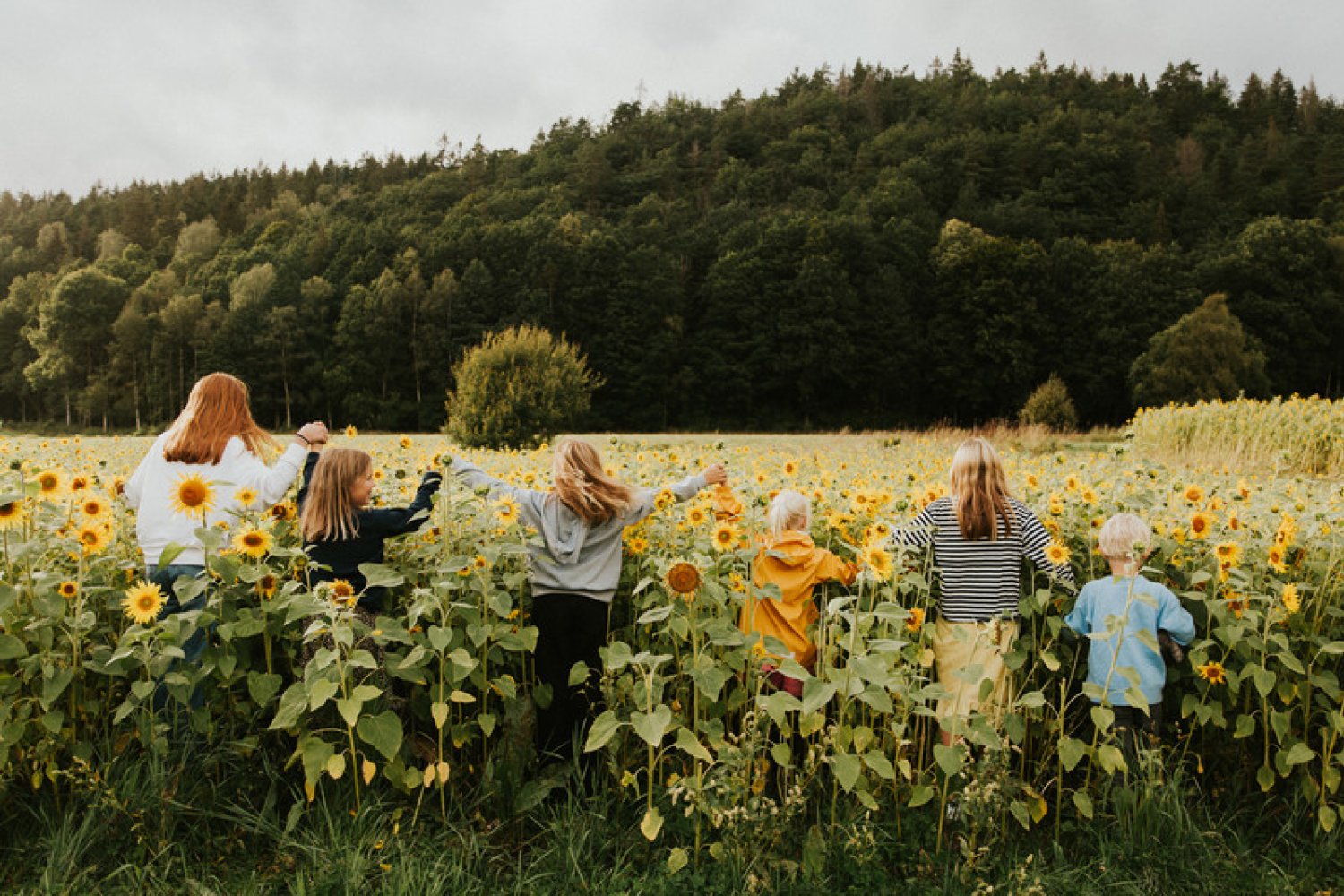 Fem barn håller händer och springer ut i ett solrosfält.